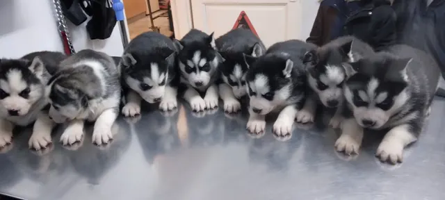 Opt pui de husky așezați în rând pe masa de consultație din inox
