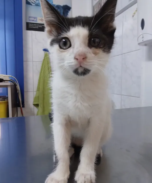 Un pisoi alb cu negru, așezat pe masa de consultație
